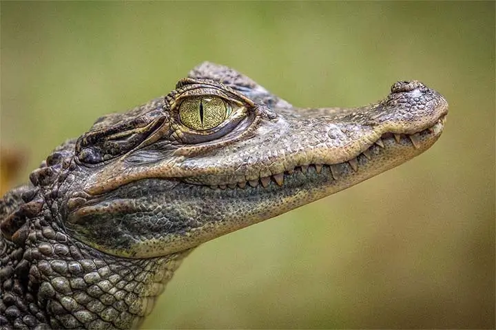 African Thin Shelled Crocodile